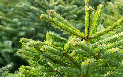 Vente de sapin chez le producteur